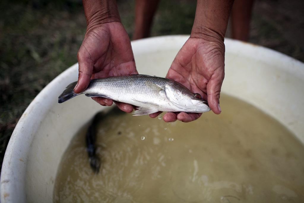 This is the result of sustainable aquaculture: A kilo of sea bass is P660, crabs P880, and snappers for P460