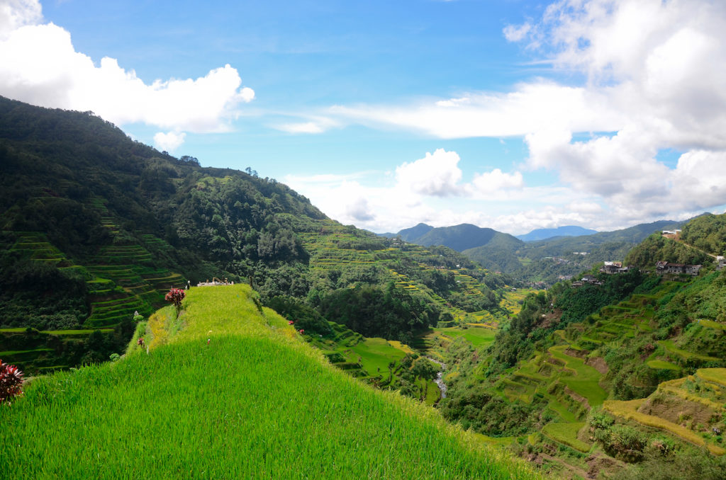 RTFC also aims to address the continuing extinction of heirloom rice varieties by managing a seed bank meant to preserve the genetic diversity of the rice varieties in Cordillera