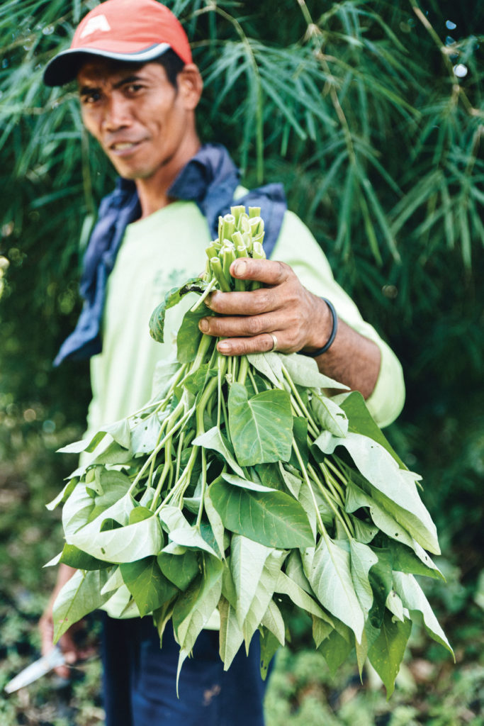 Of its many offerings, Gourmet Farms is most known for growing and selling culinary herb