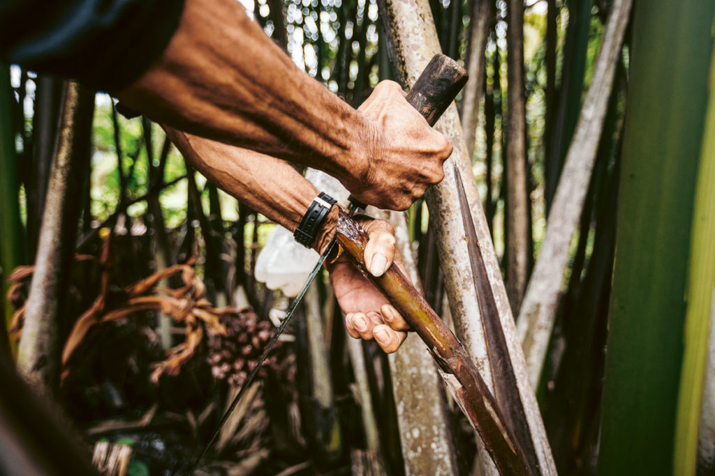 Eddie Marcelino slices the stalk at an angle and catches the sap used to make sukang sasa