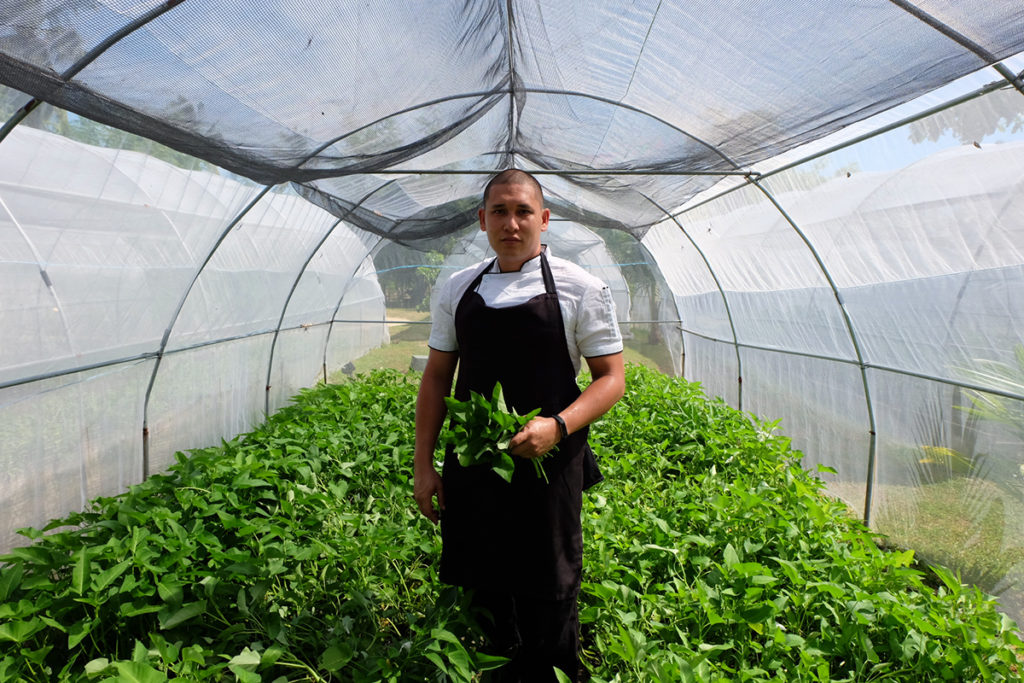 Chef Jose Magsino handpicks kangkong from the resort’s own farm, one of its sustainability initiatives