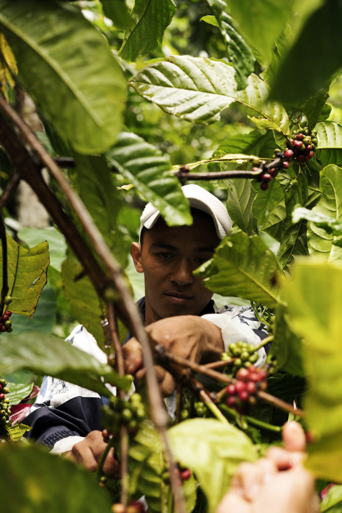 The bitter realities of Filipino coffee farmers - F&B Report