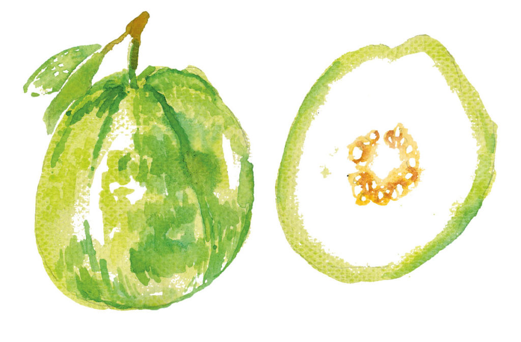 A brief history of our acidic affinities: Guava
