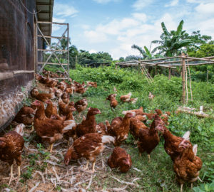 A flock of brown chickens from batangas free range chicken