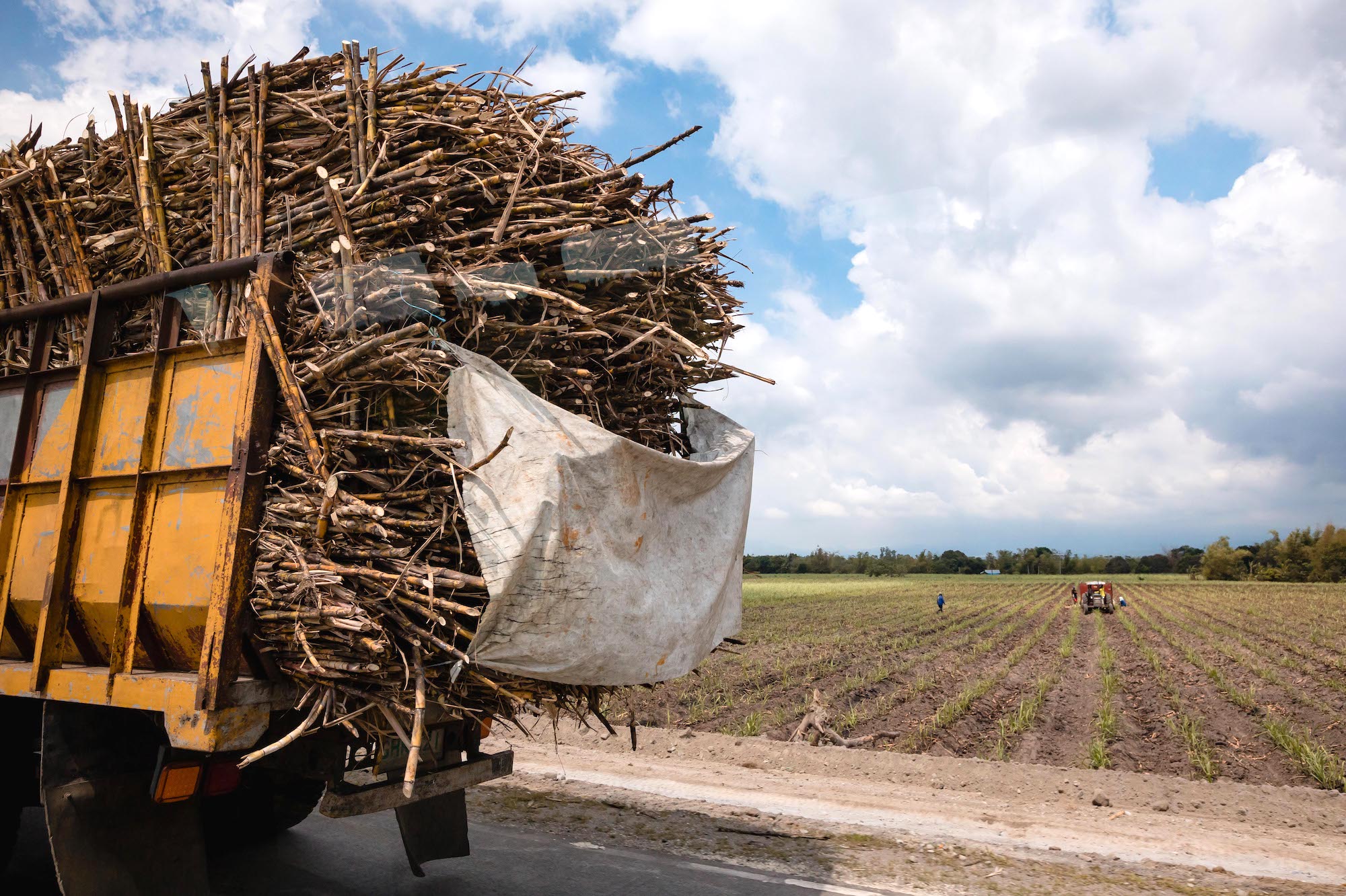 Hauling a truckload of sugar canes from the field to the mill