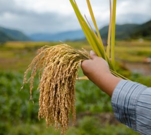 Are heirloom rice commercialization and cultural preservation compatible? We trek up the Cordilleras to tackle the situation