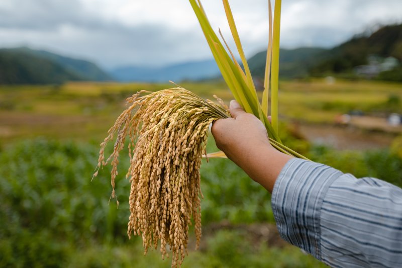 Are heirloom rice commercialization and cultural preservation compatible? We trek up the Cordilleras to tackle the situation