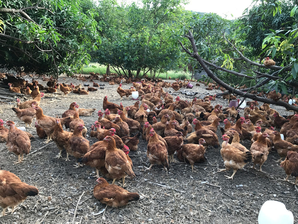 free range chicken farming business plan in the philippines