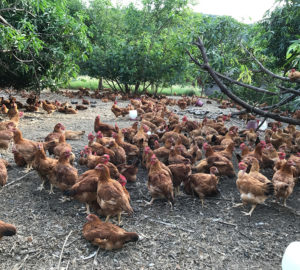 For Pamora Farm, the benefits of raising free-range chickens far outweigh the scale and speed of commercial chicken farming