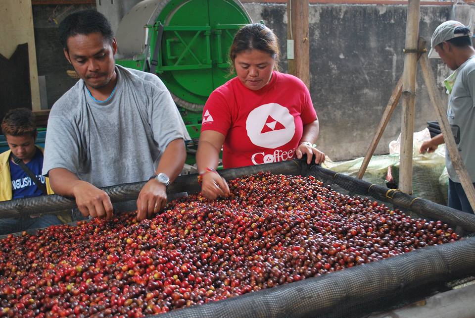Coffee for Peace has been hands-on in training farmers on Arabica production, the principles of fair trade, and trading policies, among others