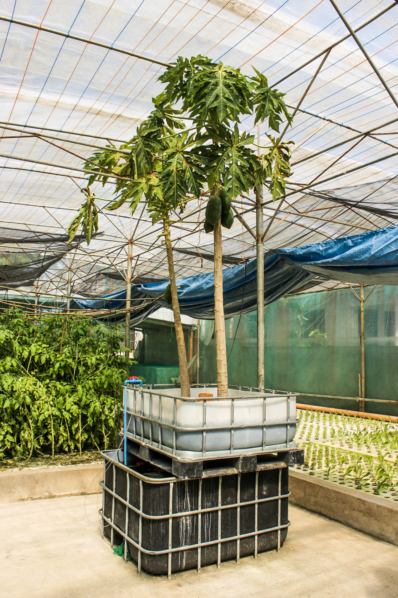 Agricultural startup Basilio's Aquaponics Farm is also experimenting with a gravel grow bed system where they’re currently growing papaya trees
