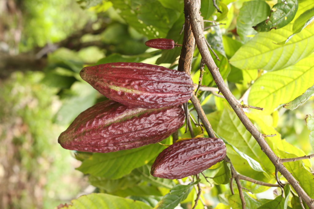 Auro cacao beans