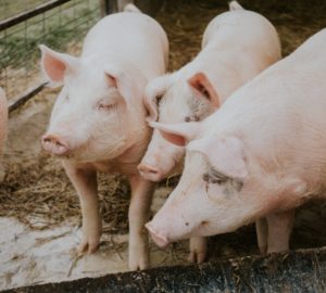 The Department of Agriculture is pushing to stop the importation of pork from areas affected by African swine fever