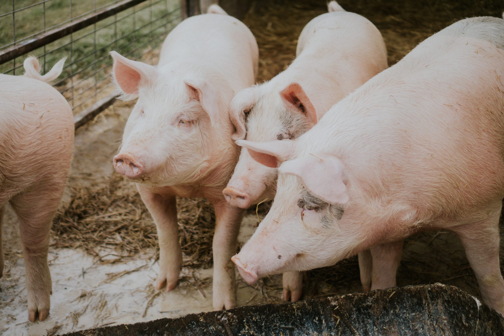 The Department of Agriculture is pushing to stop the importation of pork from areas affected by African swine fever