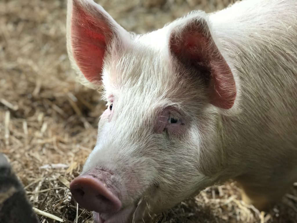 African swine fever has no known cure
