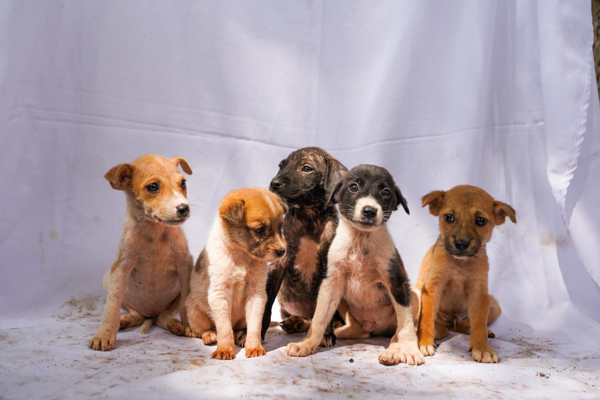 Puppies Jafar, Sam, Linda, Button, and Sahara are all up for adoption at the PAWSsion Project