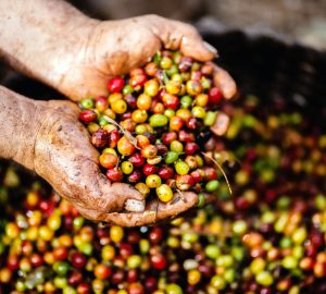 From planting trees and harvesting cherries to roasting them, coffee farming involves high-maintenance procedures in order to sustain it