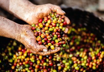 From planting trees and harvesting cherries to roasting them, coffee farming involves high-maintenance procedures in order to sustain it