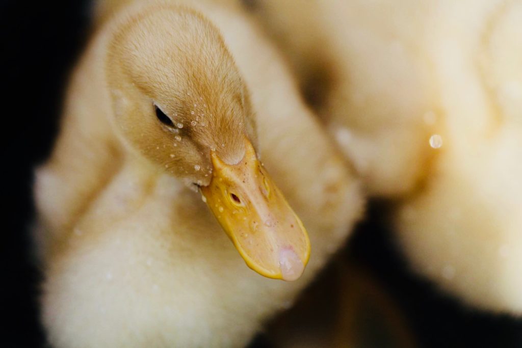 Animal activists consider foie gras an artificial and inhumane animal product