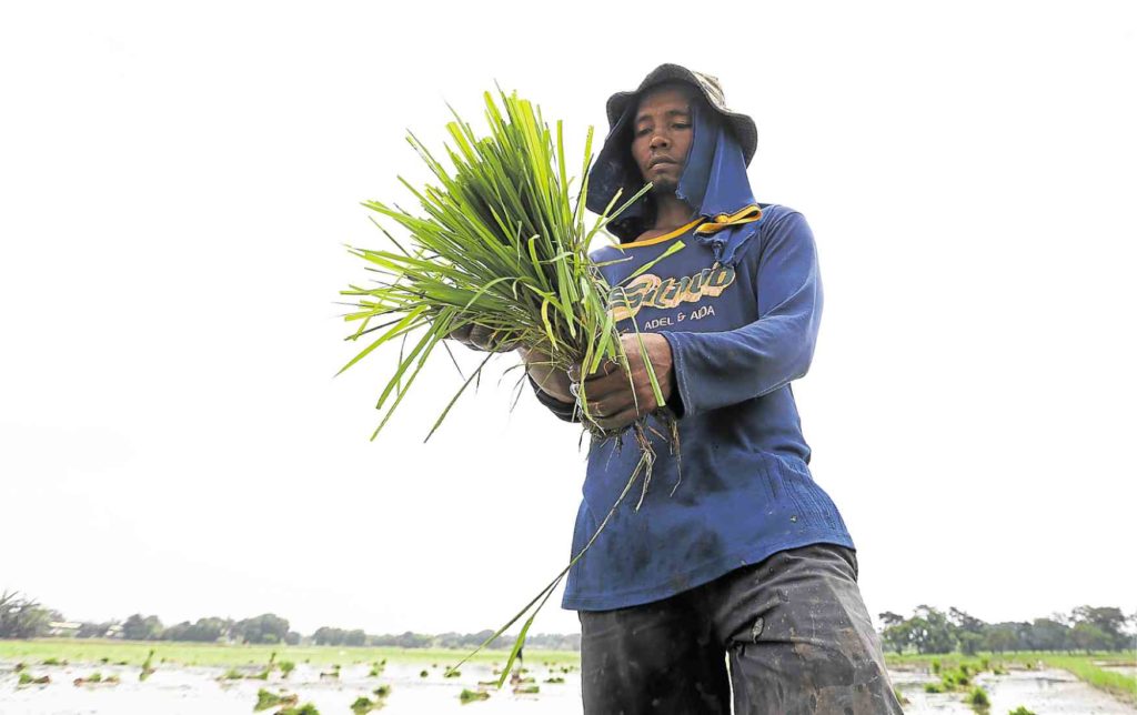 rice tariffication law cost farmers P68B worth of loss