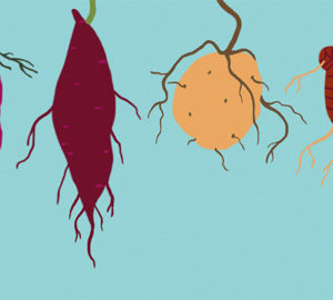 Root crops play an important role in food security and in the maintenance of the food supply chain