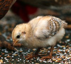 The highly pathogenic H5N6 avian influenza has been found in a farm in Nueva Ecija after a reported increase in deaths of 1,500 quails