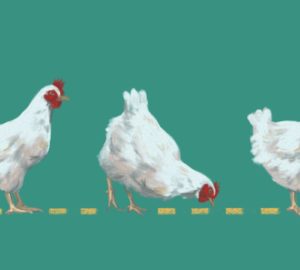 Despite the effort it takes to care of poultry, this can help you live sustainably. Here’s what to know if you’re planning to raise chickens
