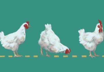 Despite the effort it takes to care of poultry, this can help you live sustainably. Here’s what to know if you’re planning to raise chickens