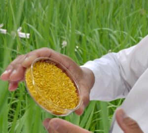golden rice available on 2023