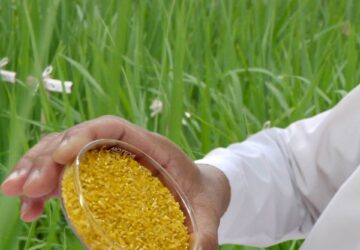 golden rice available on 2023