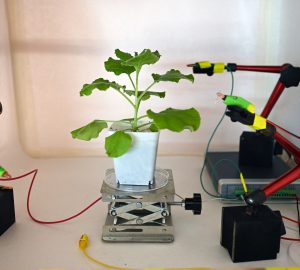 The age of robo-plants? Electrodes attached on the surface of a tobacco plant at a laboratory in Singapore, as scientists develop a high-tech system for communicating with vegetation