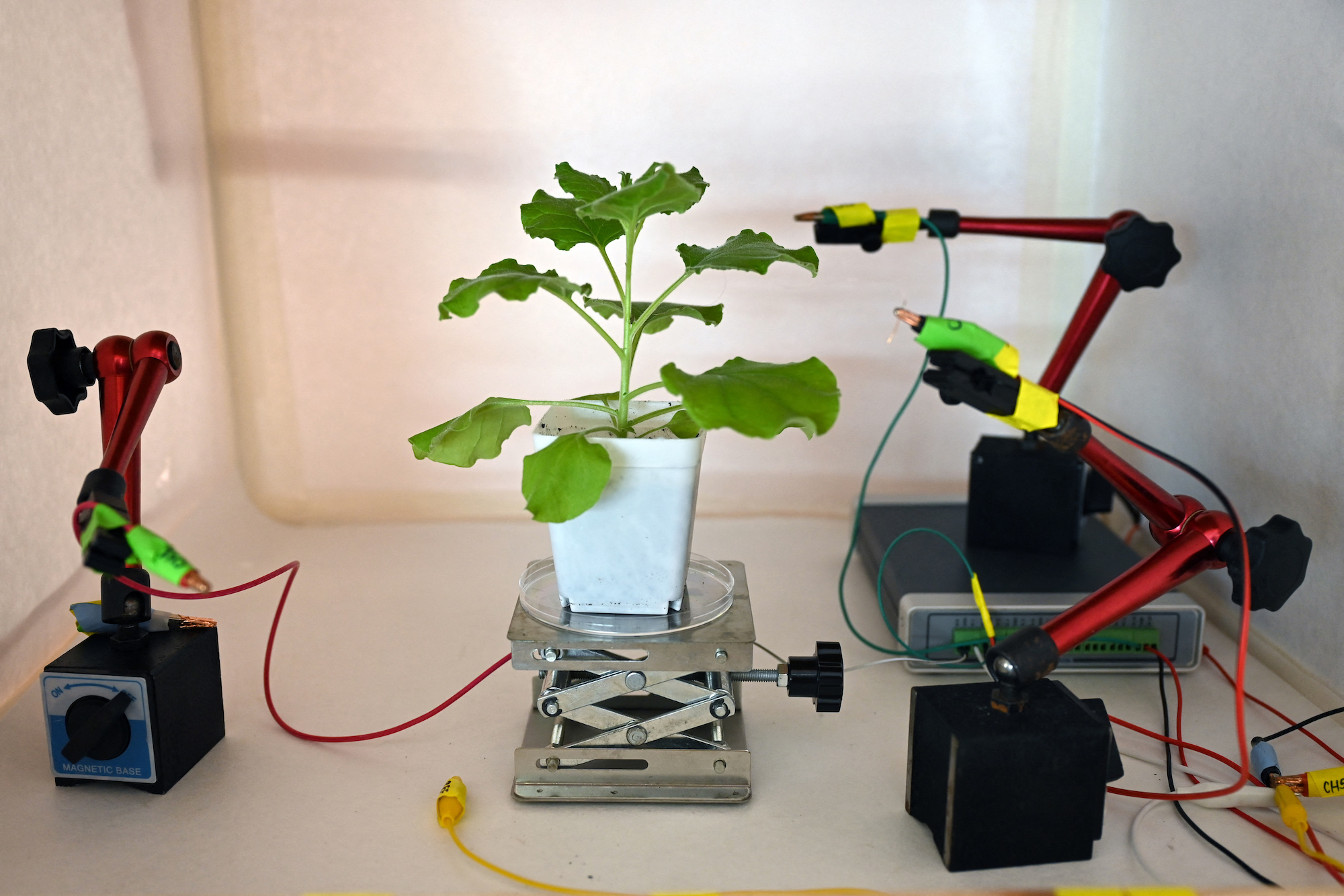 The age of robo-plants? Electrodes attached on the surface of a tobacco plant at a laboratory in Singapore, as scientists develop a high-tech system for communicating with vegetation