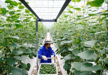 A farmer gathers cucumbers at Hengda greenhouse in Shanghai