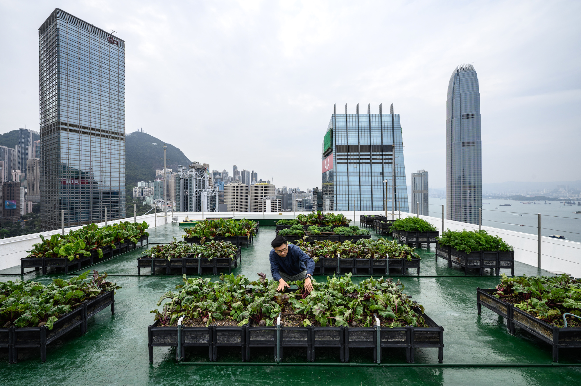 More than 60 farms have sprouted across Hong Kong since 2015