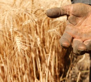 Food prices file photo: A farmer shows his hand as he harvests wheat on Qalyub farm in the El-Kalubia governorate, northeast of Cairo, Egypt