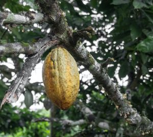 Called Elix, the cacao drink launches first in Europe where the EU's food safety agency has backed claims that a substance in the fruit called flavanols is beneficial to blood circulation