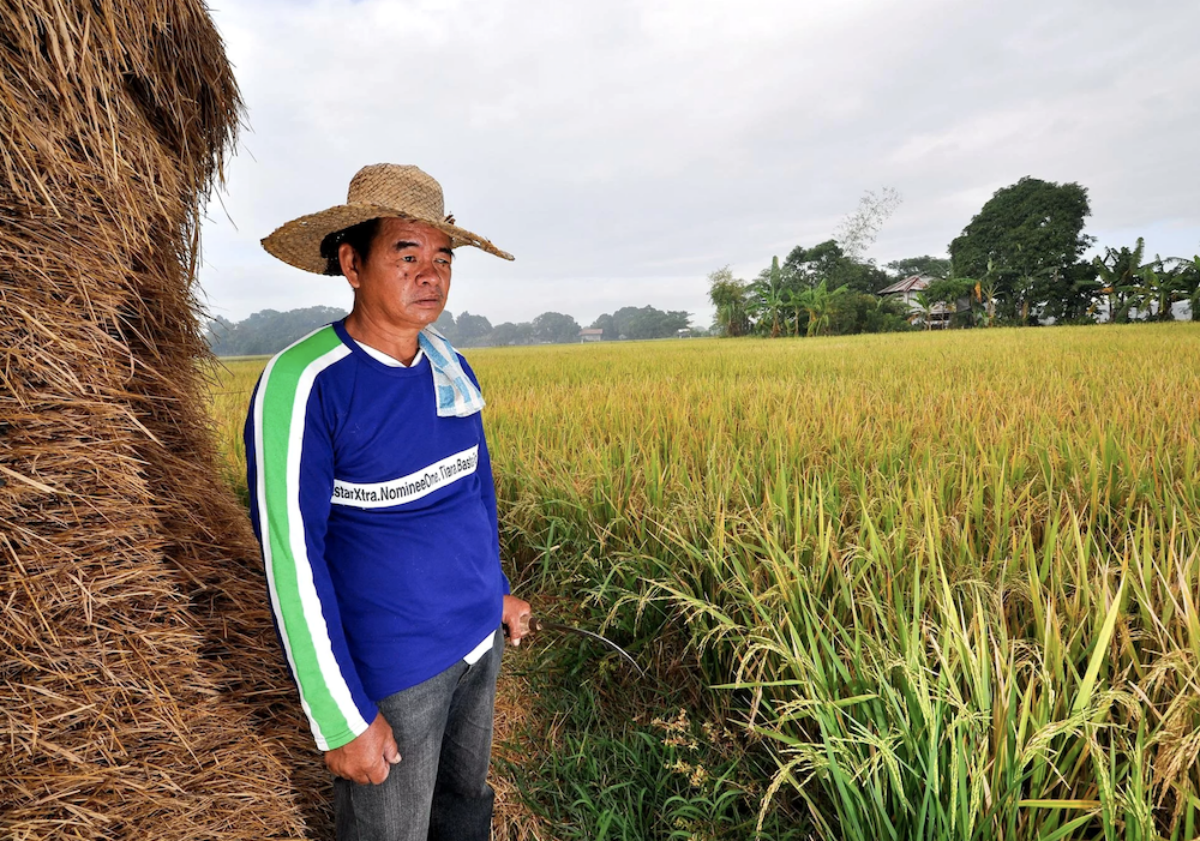 pinoy farmer hat