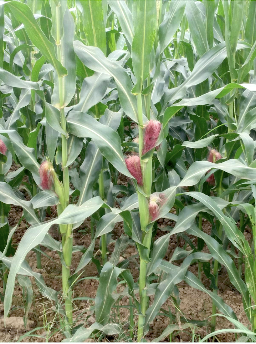 The ProFarm hybrid corn is a dwarf variety that allows more to grow in one hectare