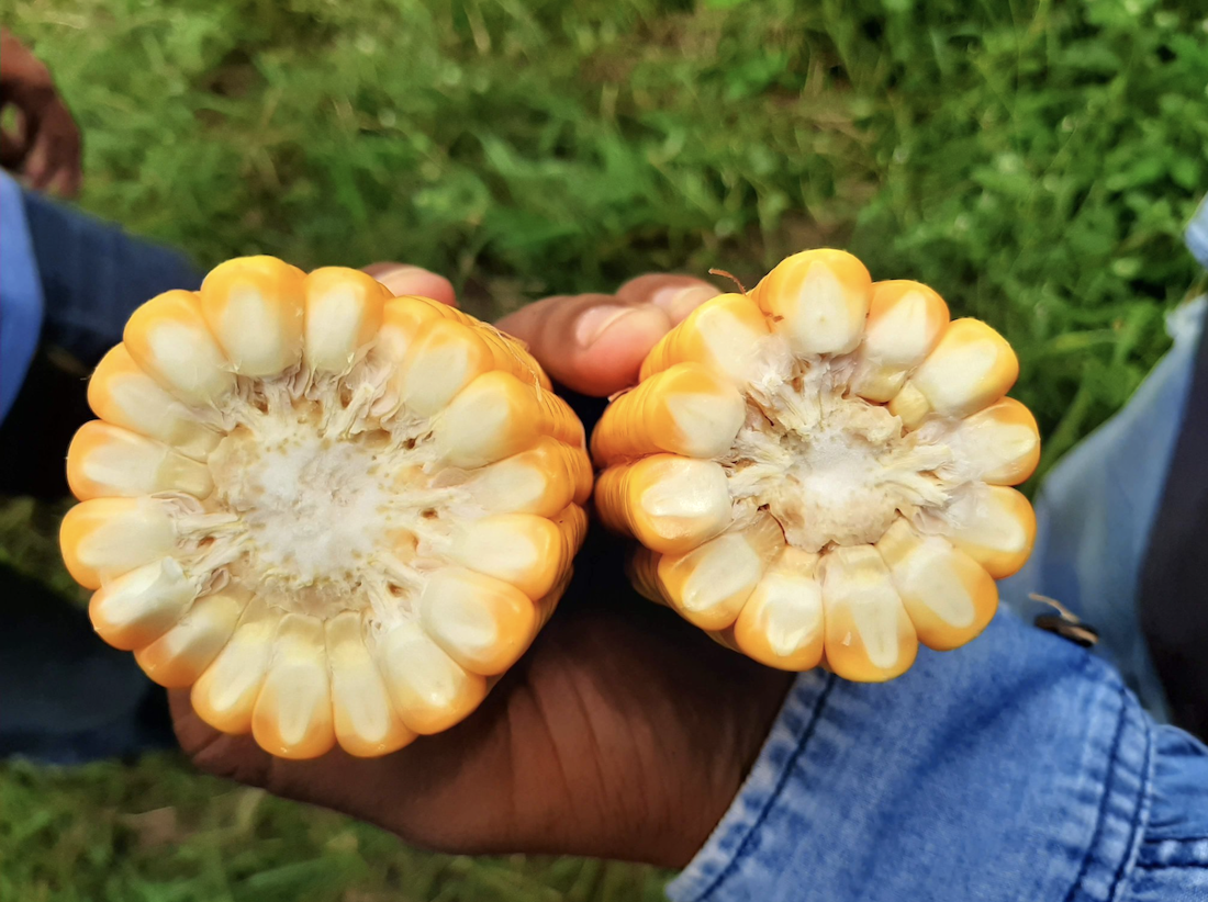 The ProFarm hybrid corn is bigger than a GMO variety