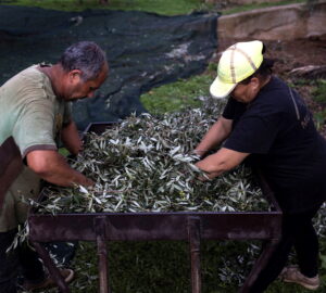 Workers sift olives at Christos Aggelis's olive grove in Kalamata Greece