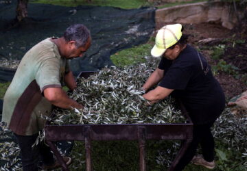 Workers sift olives at Christos Aggelis's olive grove in Kalamata Greece
