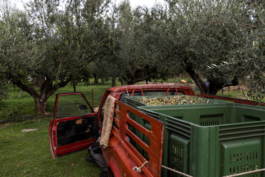 Harvested olives are seen in the back of a truck in an olive grove in Kalamata, Greece