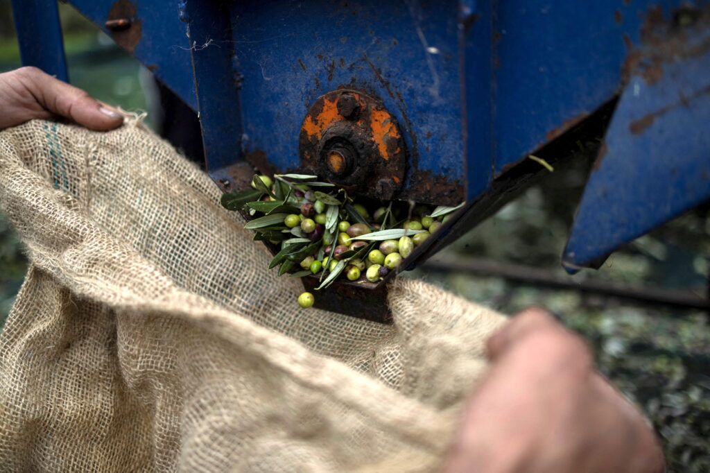 A worker gathers olives at Michalis Antonopoulos's olive grove in Kalamata, Greece
