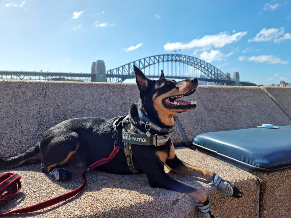 Australian kelpie dog Rasy rests after patrolling for seagulls at Sydney’s Opera Bar