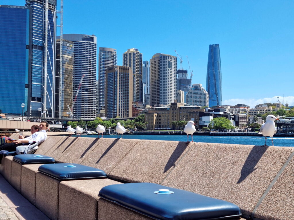 Seagulls rest on the ledge of Sydney’s Opera Bar in Australia 