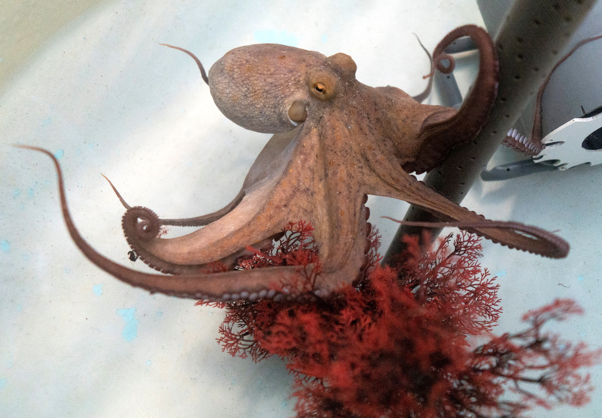 An octopus is seen inside a pond of the Spanish Oceanography Institute IEO in Santa Cruz de Tenerife, Spain
