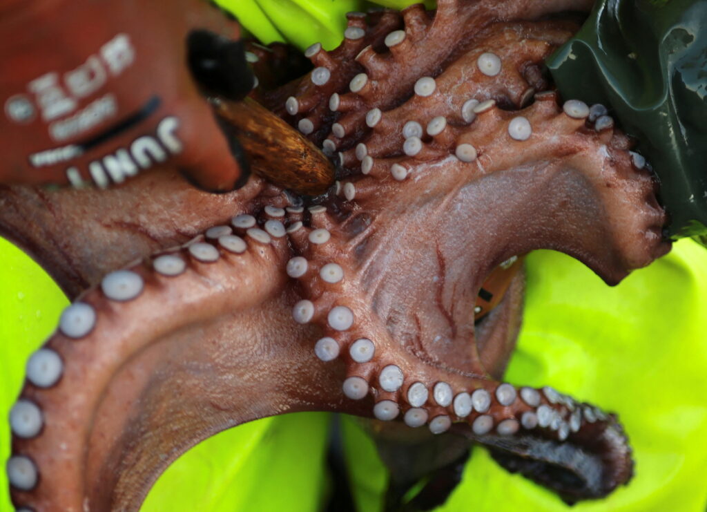 Fisherman Pedro Cervino, 49, kills an octopus with a wooden stick inside of its mouth after fishing it with pots at the estuary of Ferrol in Mugardos, in Galicia | Photo by Nacho Doce/Reuters