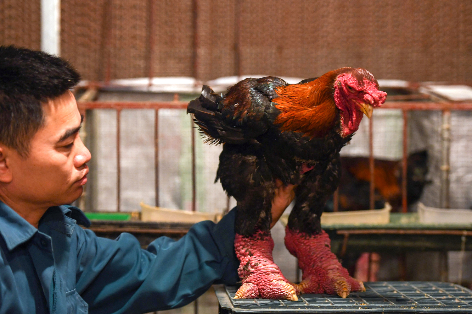 This photo taken on January 10, 2023 shows poultry farmer Le Van Hien looking at a Dong Tao chicken at his farm in Hung Yen province