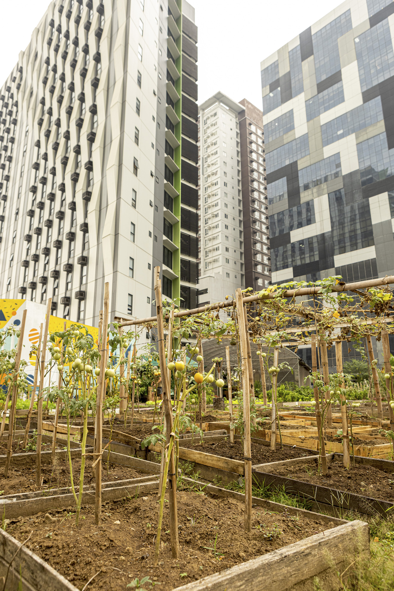 Urban Farmers is home to plenty of crops