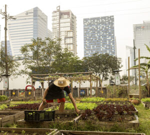 Farming in the city? At Urban Farmers PH in BGC, the nonprofit champions self-sufficiency and connections